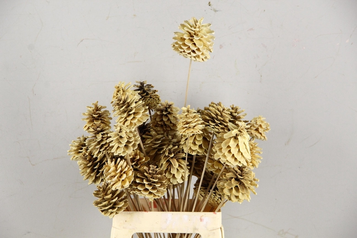 <h4>Stick Pine Cone Bleached</h4>
