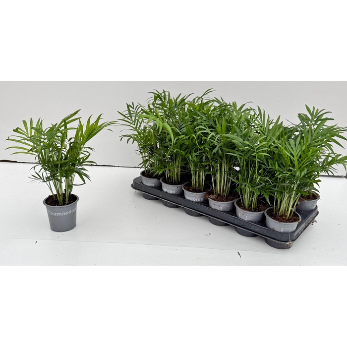 <h4>CHAMAED ELEGANS</h4>