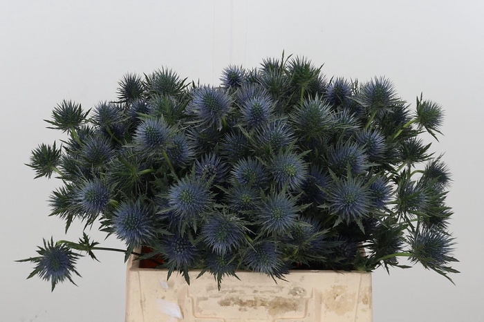 <h4>Eryng Magnetar Qstar</h4>