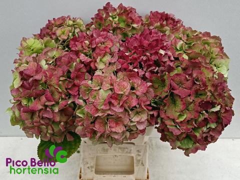 <h4>HYDR M CH SW VERE CL</h4>