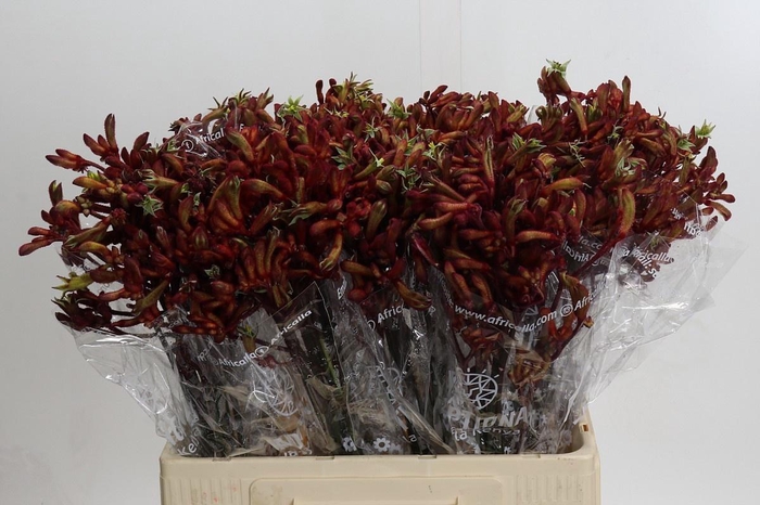 <h4>ANIGOZ EARLY SPRING</h4>