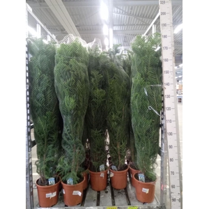 Araucaria heterophylla