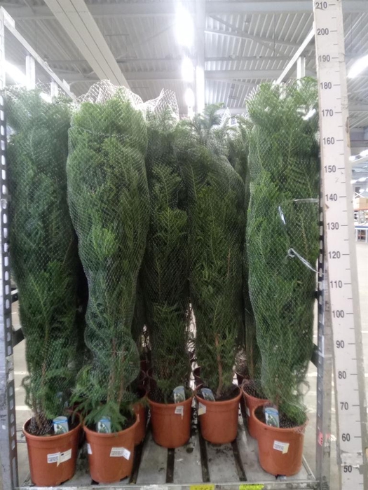 <h4>Araucaria heterophylla</h4>