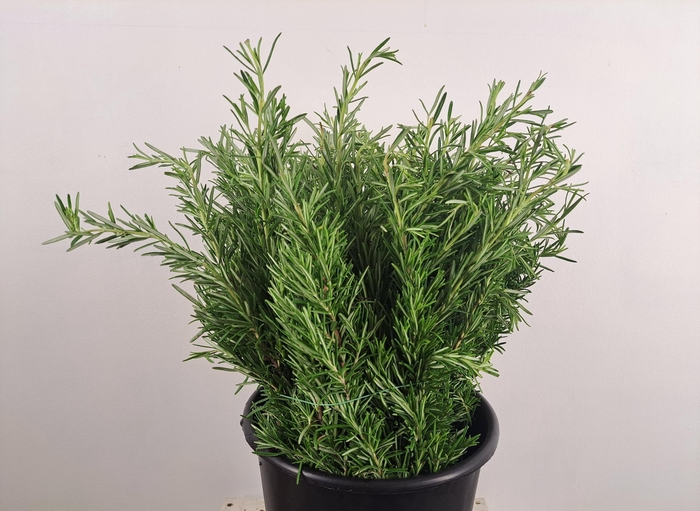 ROSMARINUS OFFICINALIS