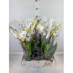 Phalaenopsis   ...white