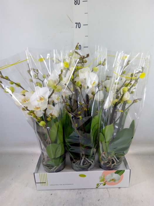 <h4>Phalaenopsis   ...white</h4>
