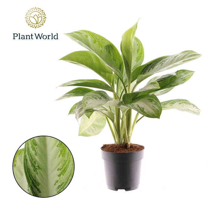 <h4>Aglaonema Silver Bay</h4>