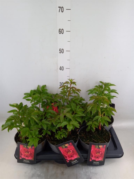 <h4>Paeonia   ...</h4>