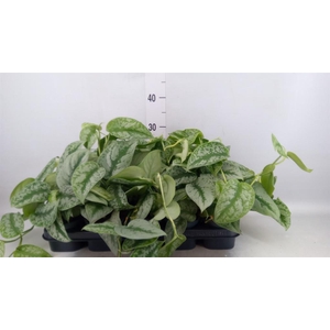 Scindapsus pictus 'Trebie'