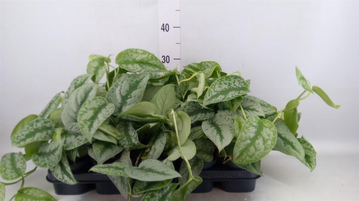 <h4>Scindapsus pictus 'Trebie'</h4>