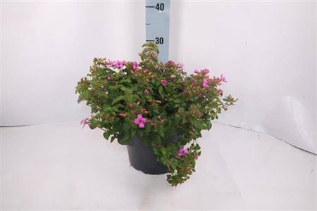 Centradenia Cascade