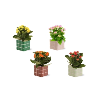 Collectie 'Natural Bubble' - Kalanchoe in Pip keramiek