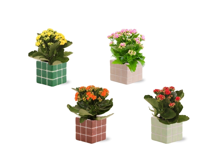 <h4>Collectie 'Natural Bubble' - Kalanchoe in Pip keramiek</h4>