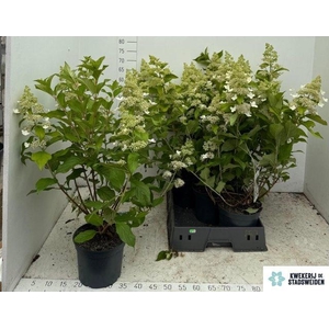 HYDR PANICULATA