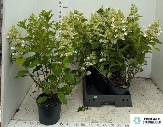 <h4>HYDR PANICULATA</h4>