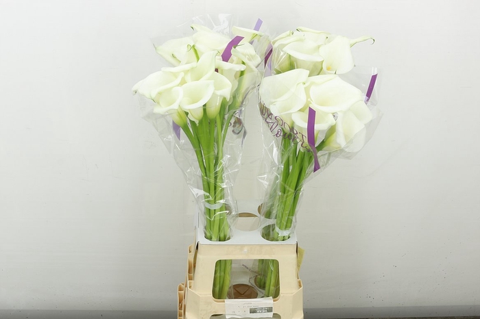 <h4>Zant White Art</h4>