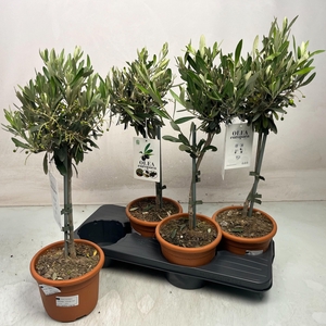 OLEA EUROPAEA