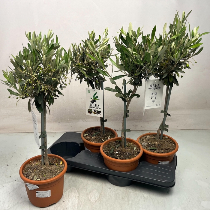 <h4>OLEA EUROPAEA</h4>