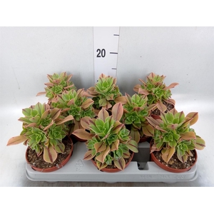 Aeonium ...
