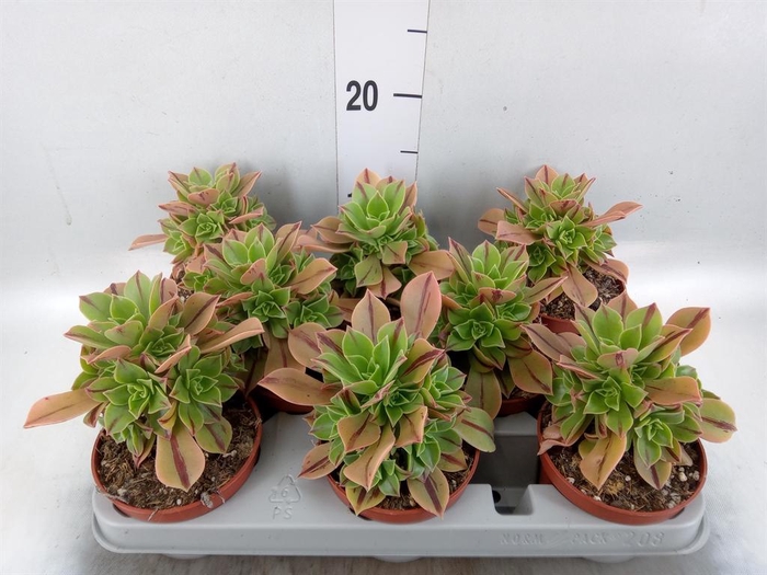 <h4>Aeonium   ...</h4>
