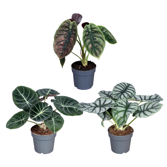 <h4>Alocasia Luxe Beginda Mix 14cm</h4>