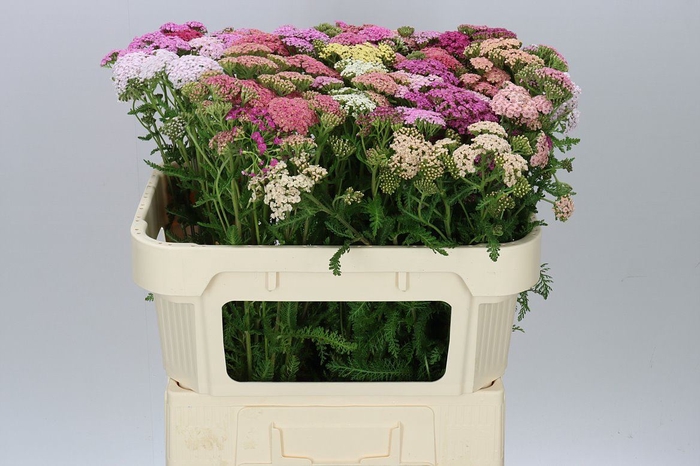 Achillea Mix