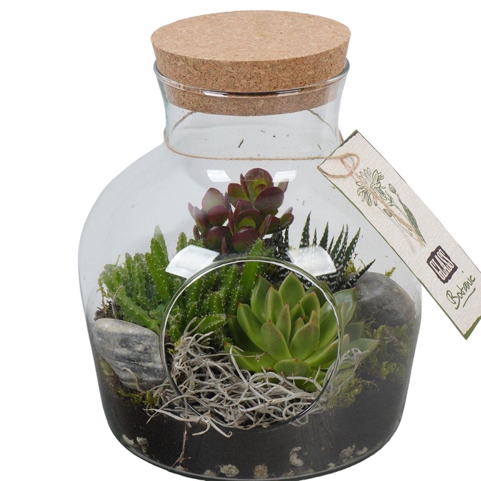 <h4>PTGIG2150 Arrangement Greens in glass in glazen terrarium</h4>