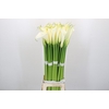 Zantedeschia Eydolls White