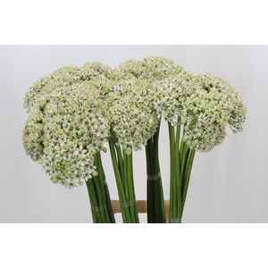 Allium Nigrum