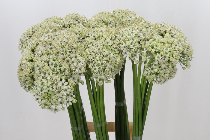 <h4>Allium Nigrum</h4>
