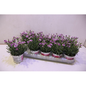arr8 Dianthus Pink Kisses