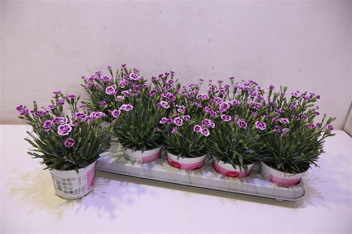 <h4>arr8 Dianthus Pink Kisses</h4>