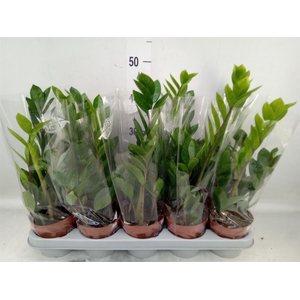 Zamioculcas zamiifolia