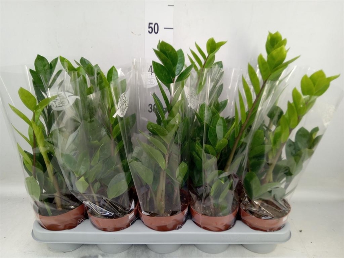 <h4>Zamioculcas zamiifolia</h4>