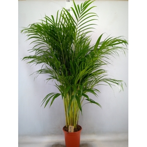 Dypsis lutescens   ...Chrysalidoca