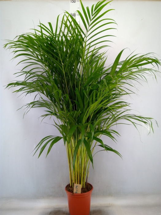 <h4>Dypsis lutescens   ...Chrysalidoca</h4>
