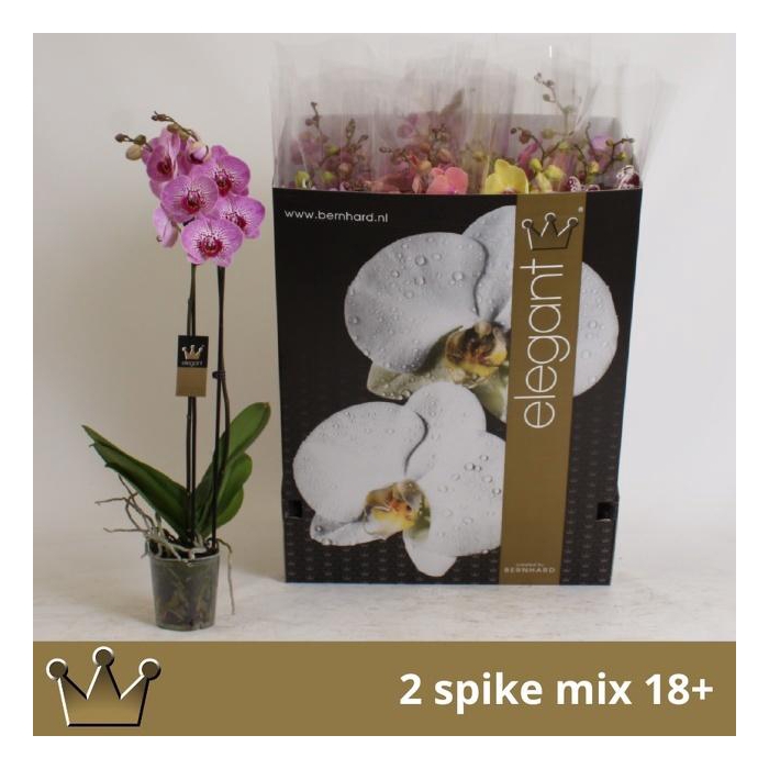 <h4>PHAL GEM 8 KL</h4>