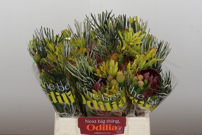 <h4>PROTEA PER BOS</h4>