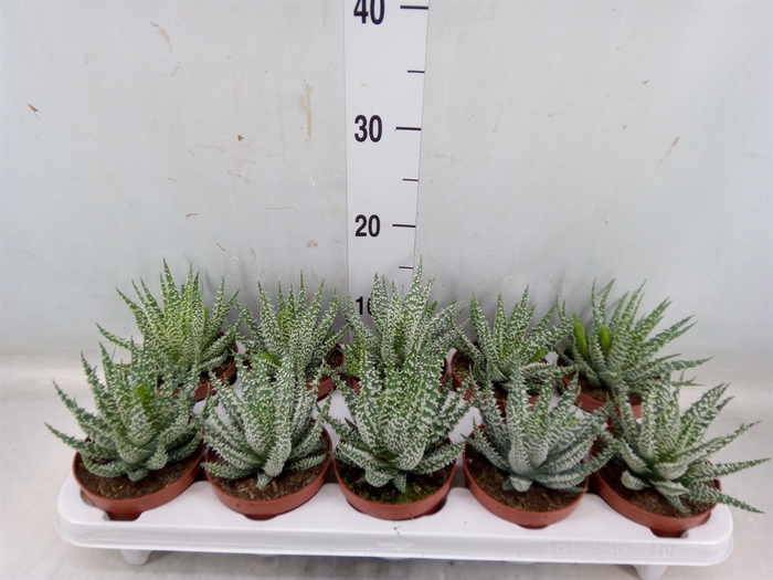 <h4>Aloe humilis</h4>