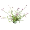 Verbena bonariensis