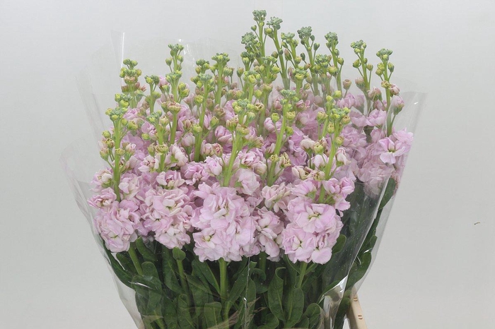 <h4>MATTH IRON CHERRY BL</h4>