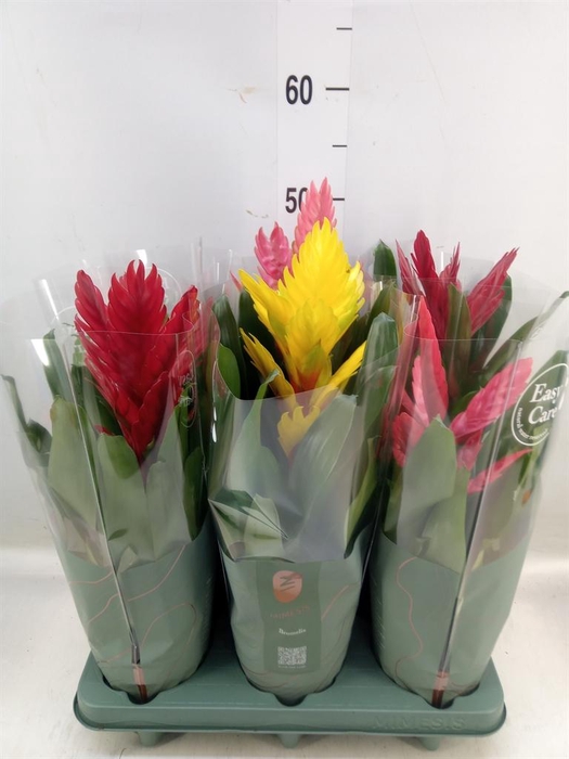 <h4>Vriesea   ...mix</h4>