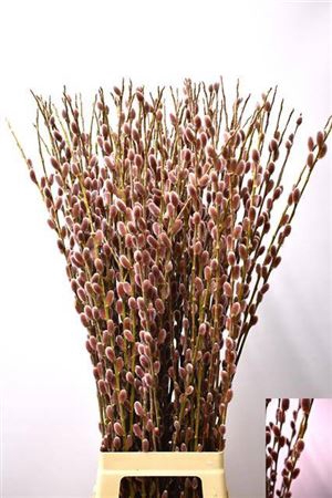 <h4>T Salix Ch Red Passion 100cm</h4>