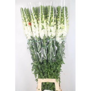 ANTIRRHINUM FR. WHITE EX*