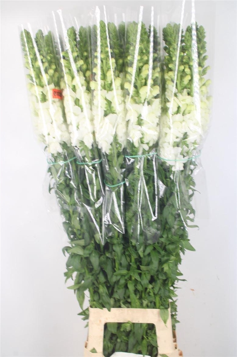 <h4>ANTIRRHINUM FR. WHITE EX*</h4>