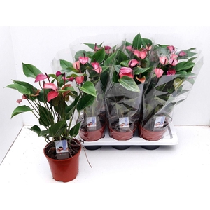 .Anthurium andreanum grp purple love