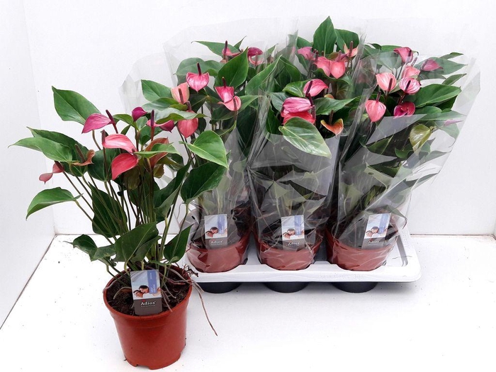 <h4>.Anthurium andreanum grp purple love</h4>
