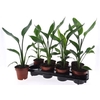 Strelitzia Reginae