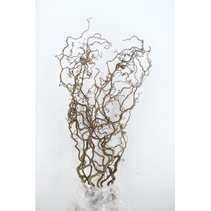 CORYL AV CONTORTA 2 JARIG 110CM