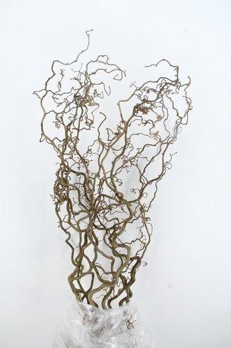 <h4>CORYL AV CONTORTA 2 JARIG 120CM</h4>